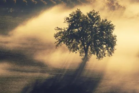 Single tree in the fog Photos