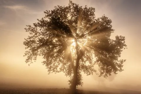 Single tree in the fog Stockfoto's
