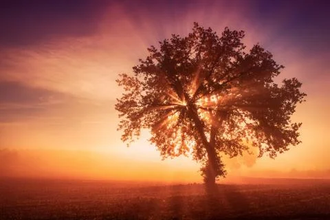 Single tree in the fog 写真素材