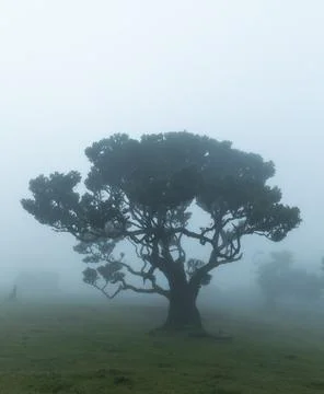 Single tree in the fog Stock Photos