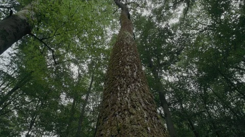 Single tree Stock Footage 78065270