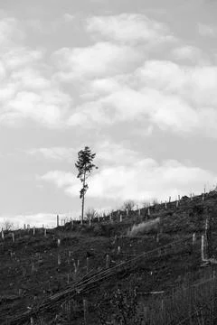 A single tree, forest dieback due to drought and bark beetles Stock Photos