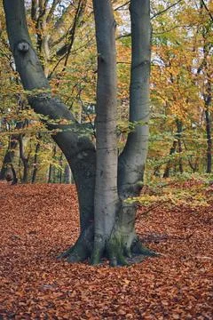 Single tree in forest during fall Stock Photos