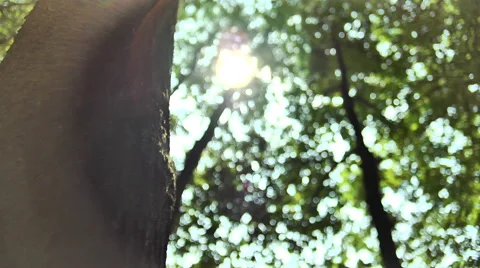 Single tree in the forest Vidéo 47050065