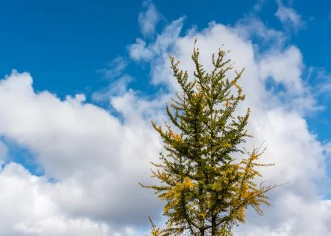 A single tree framed by a cloud Stock Photos