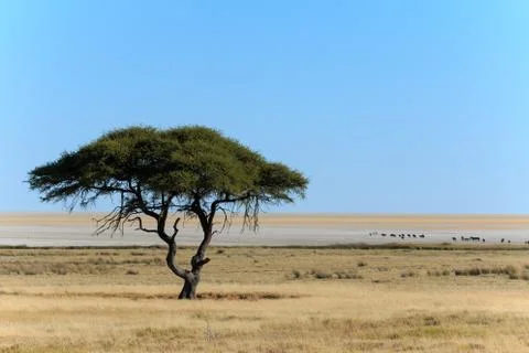 A single tree in front of a nearly endless salt pan with some wildebeest on i Stock Photos