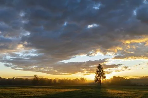 Single tree in front of a sunset in a field, dramatic cloud formations and Stock Photos