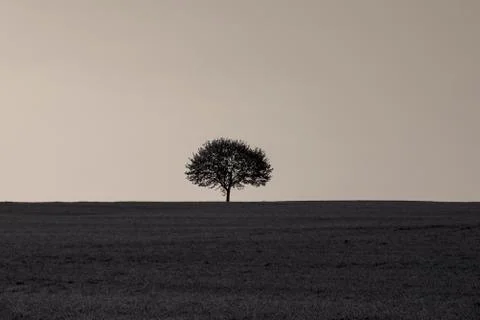 Single tree on a grass field at sunrise Stock Photos