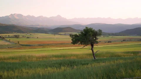 Single tree on a grassy plane in the foothills of the mountains during sunset Stock Footage 236015811