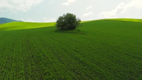 Single tree on grassy slope, captured from multiple angles Stock Footage 334117616