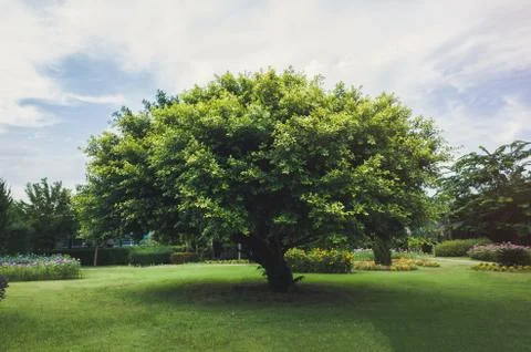Single tree in the green field Stock Photos