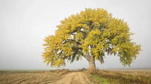A single tree in a green field Фото