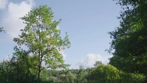 Single tree with green foliage on a meadow Stock Footage 96073039