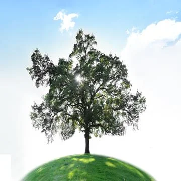 A single tree on a green grass field with blue sky and copyspace above. Stock Photos
