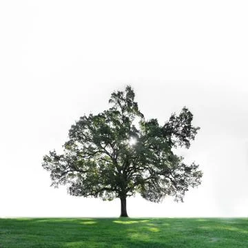 A single tree on a green grass field with blue sky and copyspace above. Stock Photos