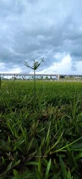Single tree in green grass field under cloudy sky Stock Photos