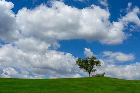 A single tree on a green hill with clouds Stock Photos