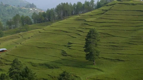 Single tree on a green hill full of grass and layers in hill Stock Footage 249384158