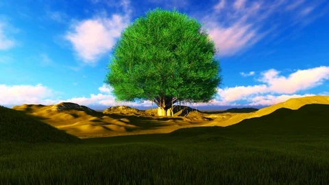 Single tree on green hills Stock Footage 87168115