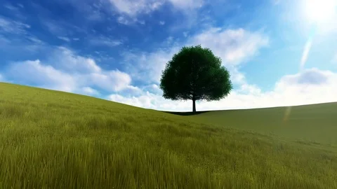 Single tree on green meadow on a sunny day Stock Footage 87019345
