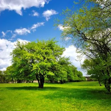 Single tree on the green spring meadow 스톡 사진