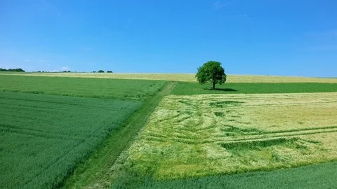 A single tree in a green summer field aerial view Vídeo Stock 70359458