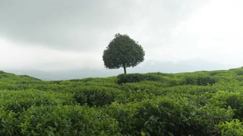 Single tree in a green tea field, in Darjeeling, India Stock Footage 194497324