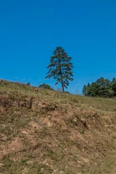 Single Tree Growing Alone on Top of Steep Hill Stock Photos
