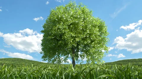 Single tree growing on a grass field Vídeo Stock 33463292