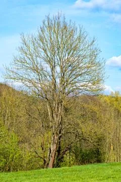 Single tree growing on the lawn Stock Photos
