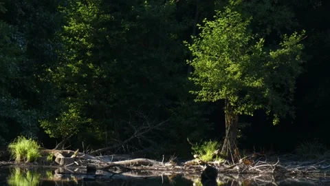 Single tree growing from logs in water Stock-Footage 339353266