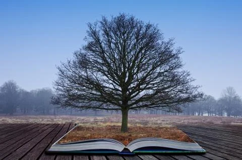 Single tree growing out of pages in magic book Stock Photos