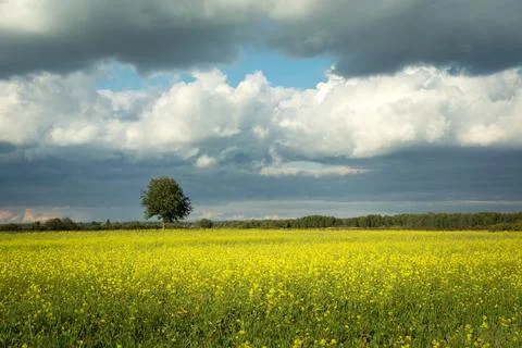 A single tree growing in a rapeseed field and a cloudy summer sky Stock Photos