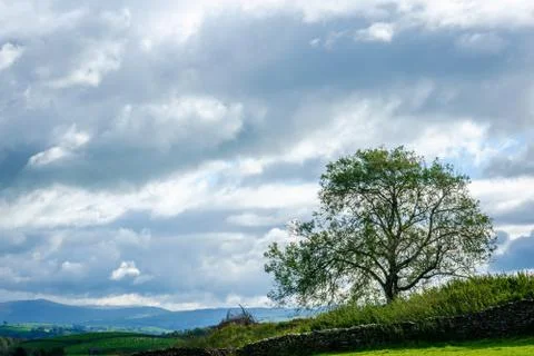 Single tree on hill with a cloudy sky in the Lake District Stock Photos