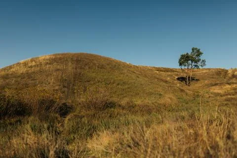 Single tree on hill with dry grass under clear sky Stock-Fotos