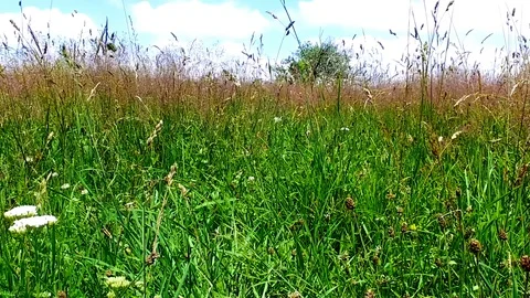 Single tree on hill Stock Footage 103305955