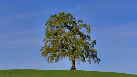 Single tree on a hill in late summer, Münsing, Bavaria, Germany, Europe Video stock 255925860