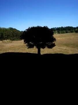 Single Tree Stock Illustration