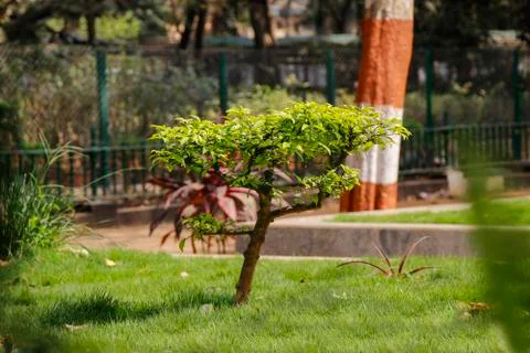 Single tree India Stock Photos