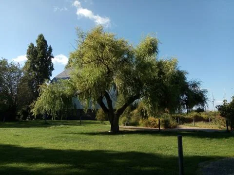 A single tree in it`s splendor 写真素材