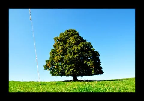 Single tree in Jizerske mountain Stock Photos