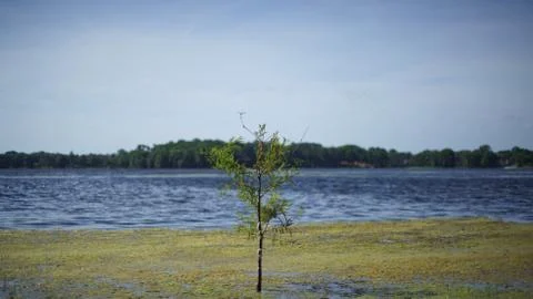 Single Tree in a Lake Foto stock