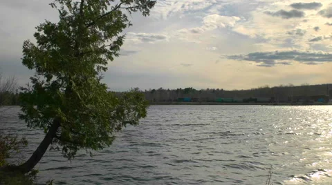 Single Tree on Lake Side with Train Yard in Background. 動画素材 62745826