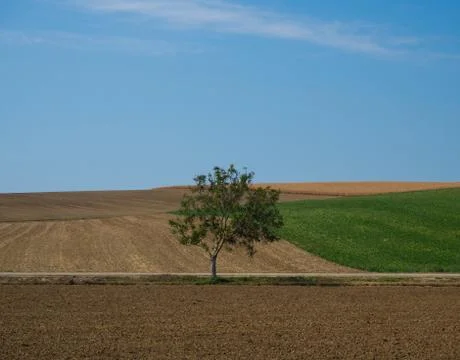 Single tree landscape Stock Photos
