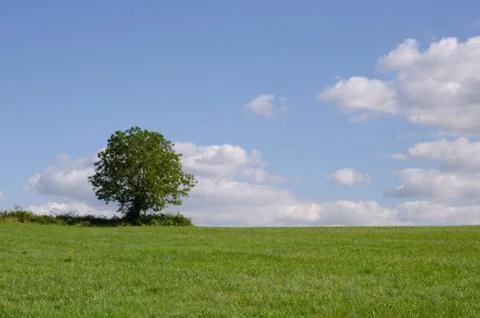 Single tree in a large green field with blue sky Foto stock