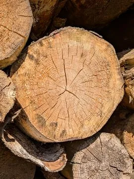 Single tree log cross-section close-up. Stock Photos