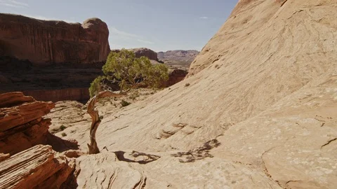 Single tree in lonely desert canyon Stock-Footage 127459140