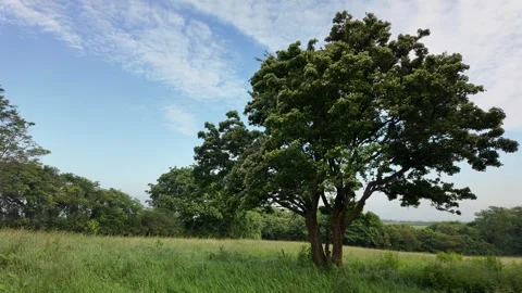 Single Tree in a Lovely Meadow In Spring Stock Footage 276625911