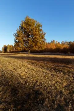 A single tree in a meadow and its shadow falling on the grass Foto stock