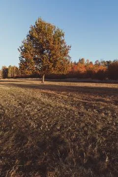 A single tree in a meadow and its shadow falling on the grass Foto stock